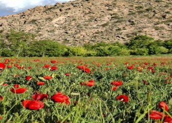 سفر بهاری به ماسوله کویر ایران در قاب دوربین شهروندخبرنگار
