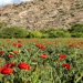 سفر بهاری به ماسوله کویر ایران در قاب دوربین شهروندخبرنگار